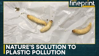 Plastic-eating worm to address plastic pollution challenges | WION Fineprint