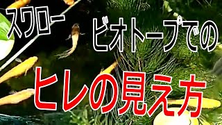 スワロー風雅タイプのヒレ長メダカはビオトープ上見環境でしっかりとヒレが目立つのか確認してみました