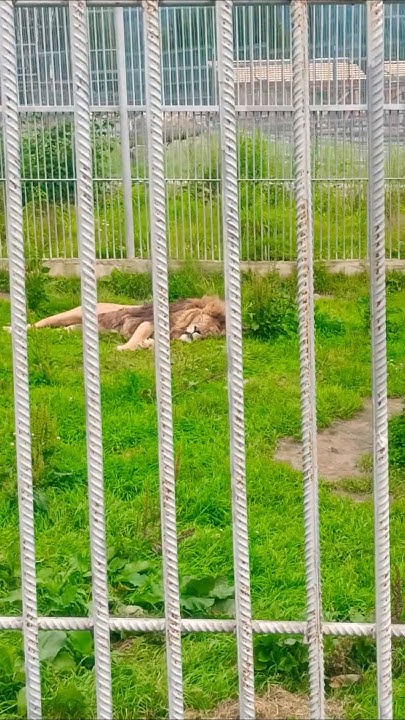 Король лев 2 нюка. Король лев моси. Зира лев. Зира король лев 2 гордость симбы. Король лев львица зира.