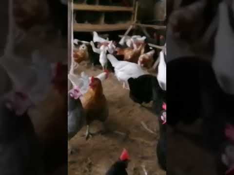 Жизнь замечательных курей ))))