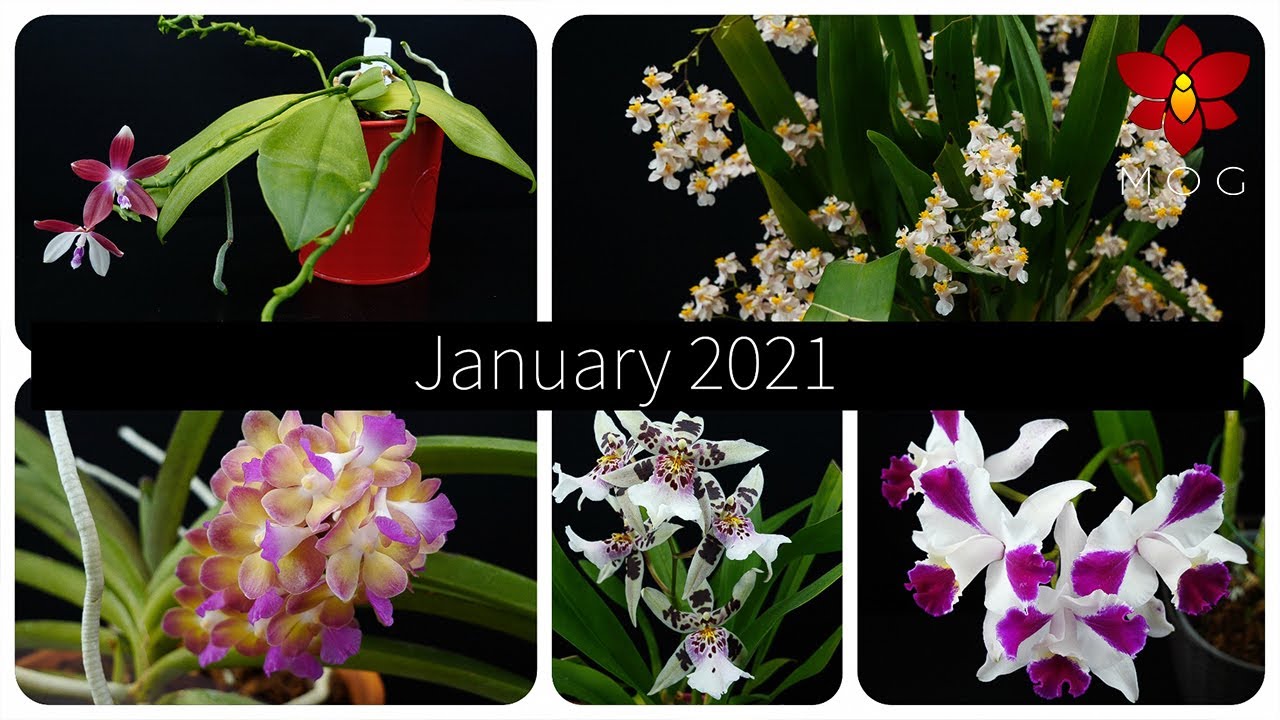Orchids in Bloom - January 2021 - Best month yet! 🥰