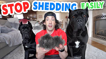 STOP Shedding In Its Tracks! Cane Corso's Shedding Problem