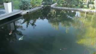 Все О Домашних Животных: Прозрачная Вода В Пруду, Советы Специалиста Все О Домашних Животных: Прозрачная Вода В Пруду, Советы Специалиста