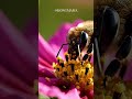 The Magic Moment When Bee Meets Bloom: A Golden Cloud of Life #bees #macrophotography