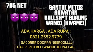 BANTAI MITOS BULLSH*T KONTEN GRUP RAWATAN BURUNG WAMBI (HWAMEI)