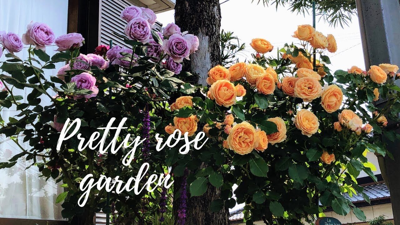 狭い庭でも薔薇はこぼれるように咲く Pretty Rose Garden Spring Youtube