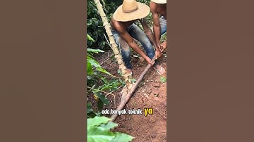Cara Cabut Singkong Pakai Alat