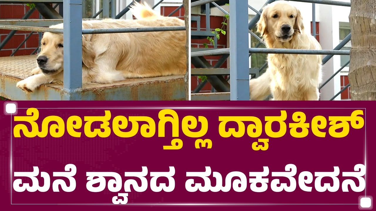 Dwarakish​ಗಾಗಿ ರೋಧಿಸುತ್ತಿರೋ ಮನೆಯ ಶ್ವಾನ.. | Dwarakish Is No More | @newsfirstkannada