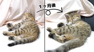 ２ヶ月の子猫が１ヶ月でこんなにも大きくなりました！