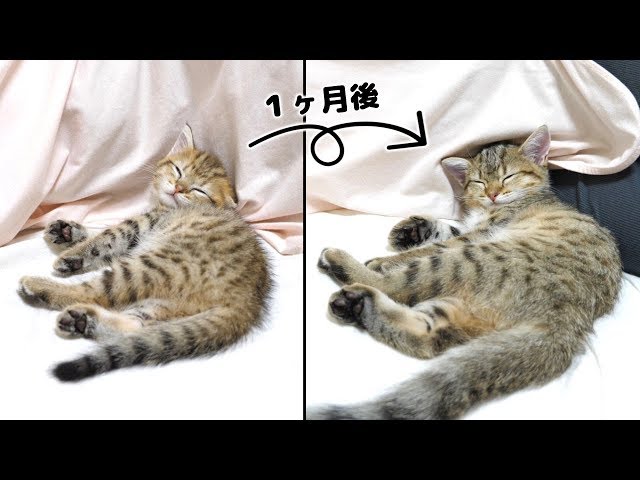 ２ヶ月の子猫が１ヶ月でこんなにも大きくなりました！