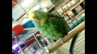 Greeting a talking Parrot