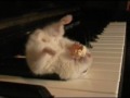 THE LEGEND of Hamster on a piano and pop corn! 4,9 MILLION VIEWS! THANKYOU ALL!