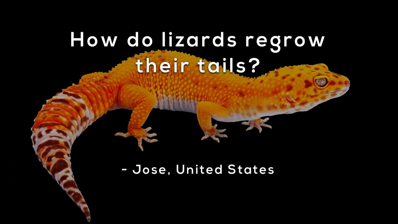 How Do Lizards Regrow Their Tails?