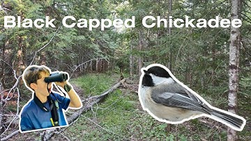 EVERYTHING you NEED to know about Black Capped Chickadees!