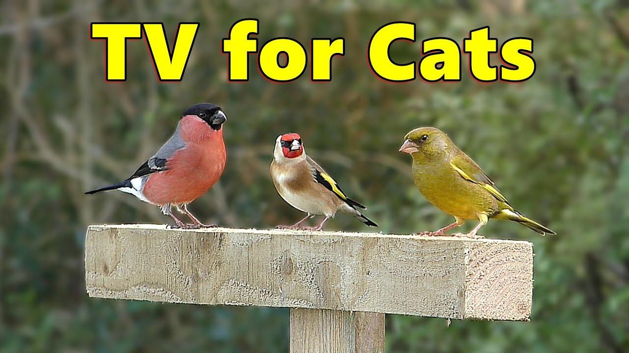 Catflix Cat TV Extraordinaire Birds for Cats to Watch ⭐ 8 HOURS ⭐