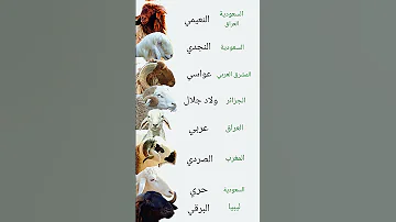 أفضل سلالات الغنم في العالم العربي 
