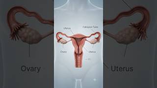 3d animation video fertilization beginning in the female #trending #foryou #fertilization #3d