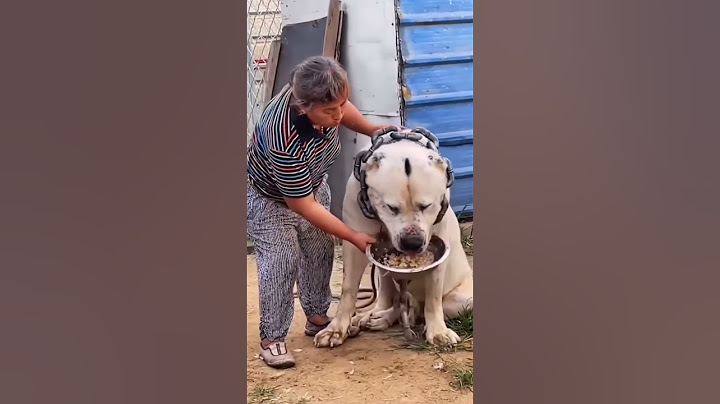 Devasa büyüklükte ki köpek 😲 #shorts