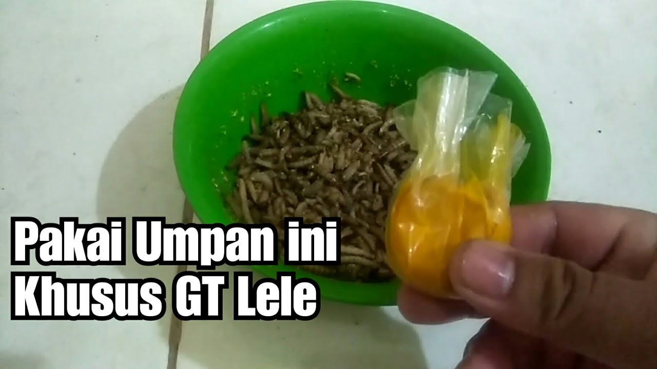 UMPAN GALATAMA LELE ULAT MAGOT KOLABORASI ULAT JERMAN