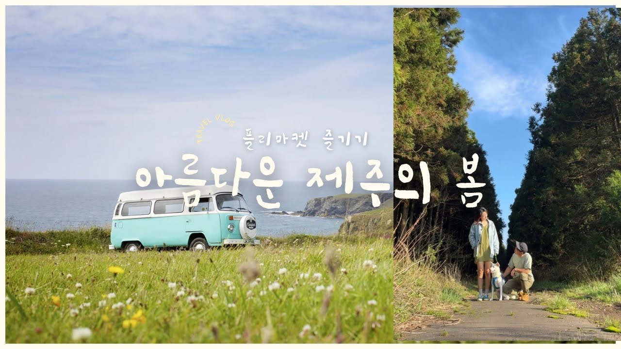 제주사람들은 여기 꼭 가야하는거 아냐?(가시리 벚꽃길|갸하하 플리마켓| 제주 봄나물대잔치)