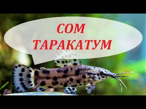 Сом Таракатум в аквариуме размножение, содержание, уход и чем кормить.