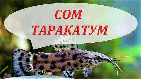 Сом Таракатум в аквариуме размножение, содержание, уход и чем кормить.