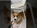 【コーギー】椅子の下に潜りがちなコーギー