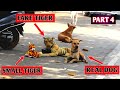 fake Tiger prank on dog in India 😂😂