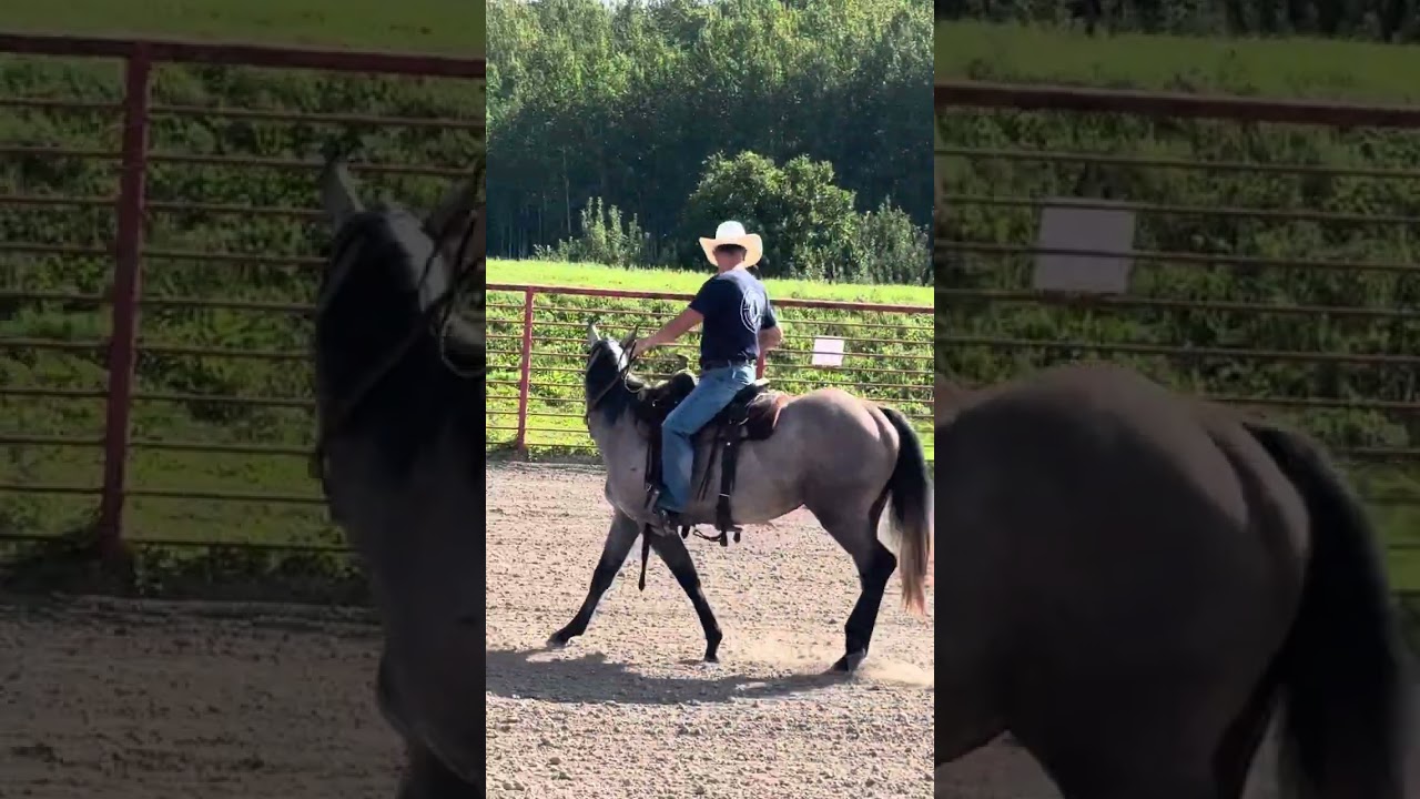 WhiteClaw first shank bit ride