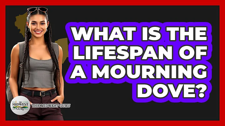 What Is The Lifespan Of A Mourning Dove?
