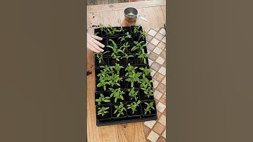 Potting up tomatoes at 3 weeks old - soil blocks to deeper pots