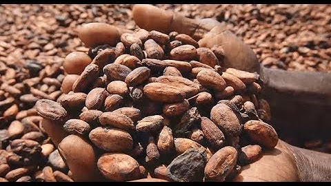 Why sustainability in cocoa and chocolate matters