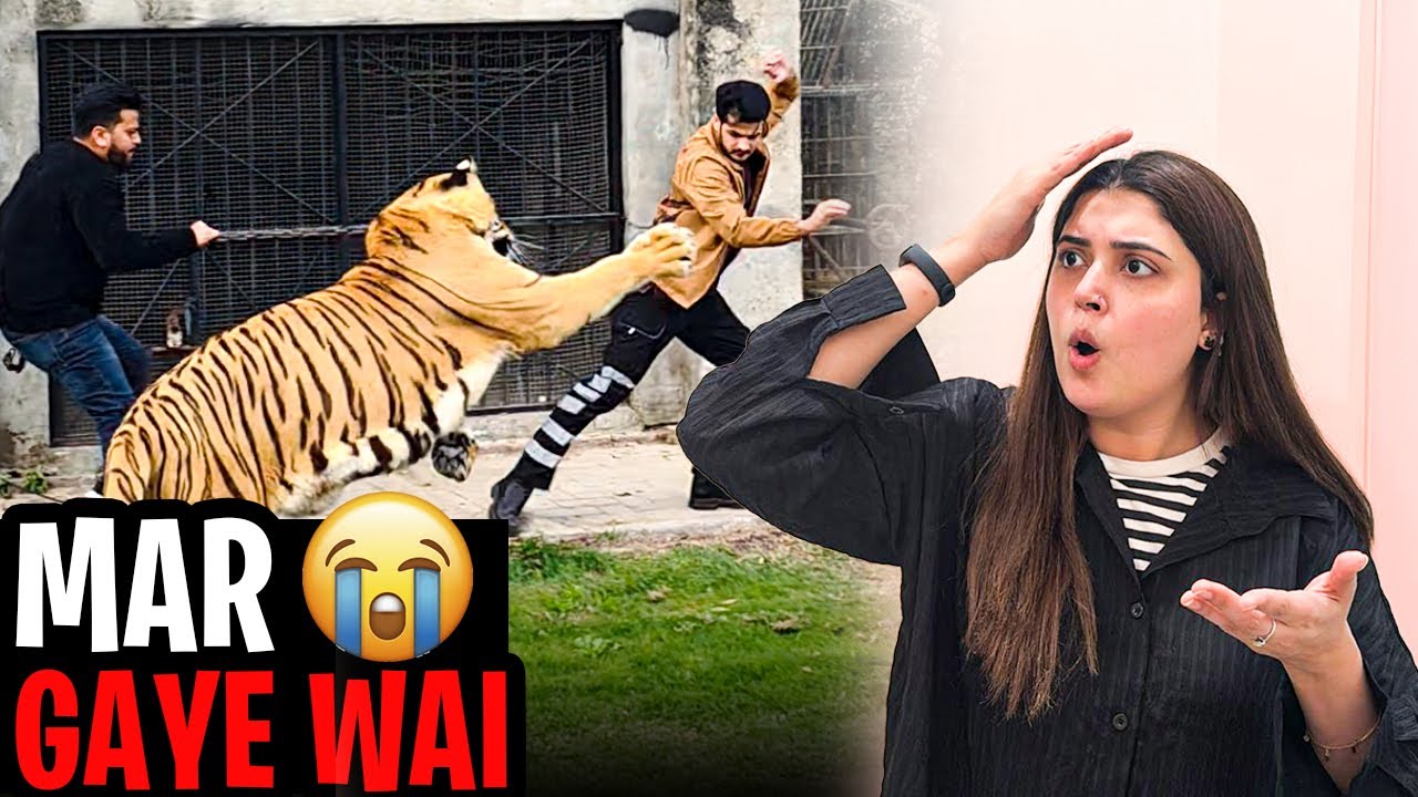 Tiger attack Me😱|| Buhat Mushqil Sy Bacha😨