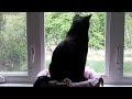 Lucky Ferals S3 E111 - Possum For Breakfast, Mail Time, Cat Masks - Cat Vlog