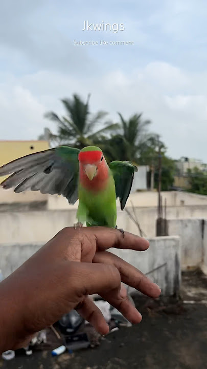 My love bird free flight outdoor training ❤️❤️❤️#africanlovebird #jkwings #lovebirds