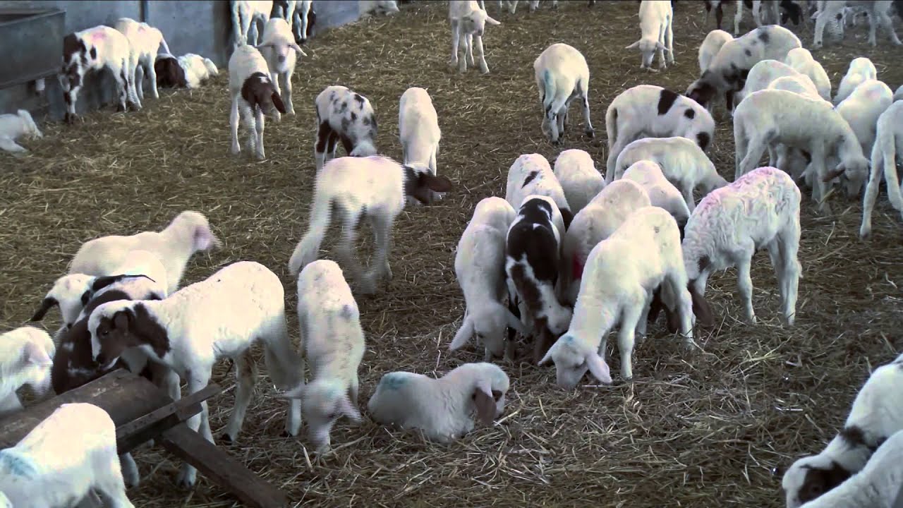 Festival della Ruralità - Pinuccio chiama... Minervino Murge