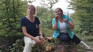 Trailer Onlinekongress Essbare Wildpflanzen 2021 mit Dr  Rita Lüder