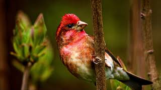 Kileau Birds Chirping. New ringtones 2021. Nature therapy with bird sounds