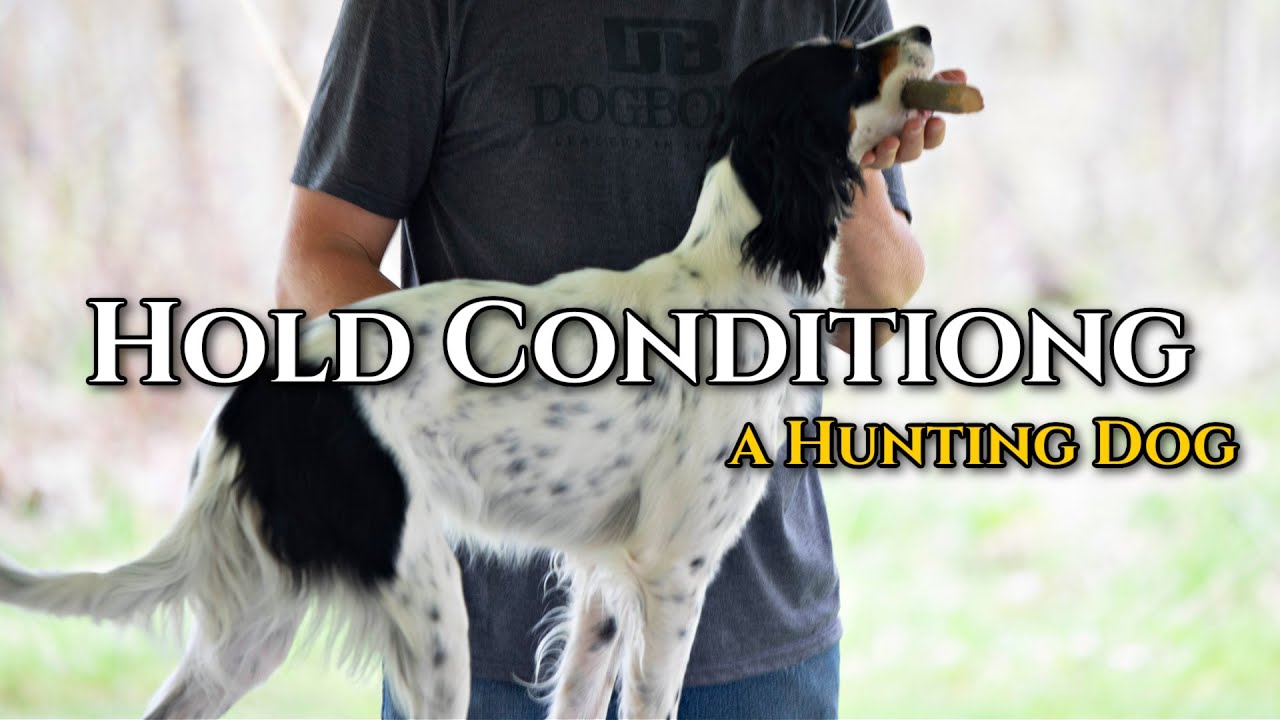 Hold Conditioning a Hunting Dog: First Time on the Table