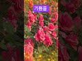 26.5.31#박지현#꽃#꽃길따라서#감사합니다 #봉숭아학당문화혁신학교 #ai #shorts