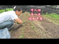 最后一次伺候草莓🍓,再不行你就给我下架吧!#一份耕耘一份收获 #草莓种植 #草莓病害 #记录我的种植生活 #浙江