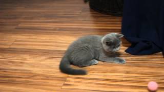 British kitten runs after the ball by naszkotek 3,034 views 11 years ago 1 minute, 15 seconds