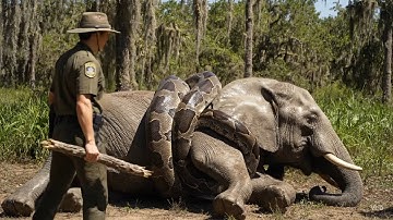 Animal rescue: mother elephant attacked by giant python, baby elephant calls for rescue