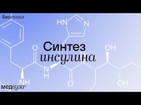 Синтез инсулина | Биохимия