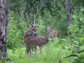 Indian Wildlife ( Chital mating )