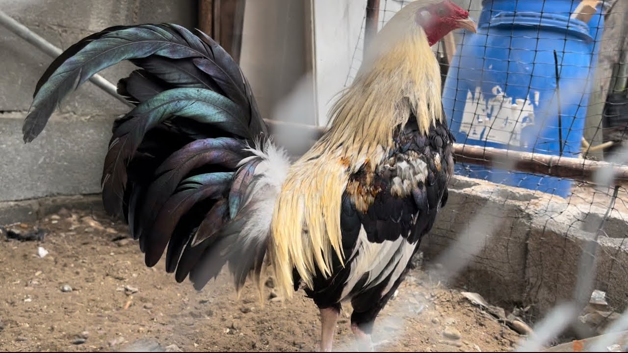 Los nuevos kikirikis Silver quail🤍 YouTube