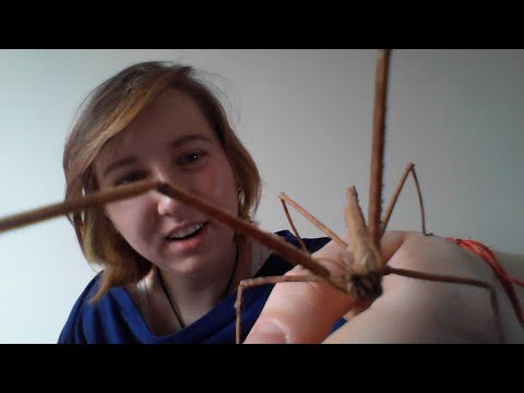 Video: Kaip atpažinti skruzdžių karalienę: 7 žingsniai (su nuotraukomis)