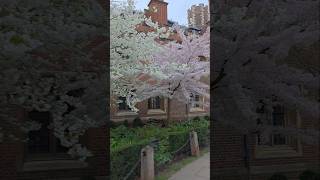 Cambridge 🇬🇧 spring is here 🌸The blooming tree looks stunning and makes walk so special 🌿💗