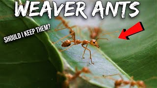 I Found a Massive Wild Weaver Ant Colony
