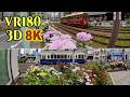[ 8K 3D VR180 ] バラの花に囲まれて走る東京さくらトラム（都電荒川線）のレトロな電車 (Short Ver .)